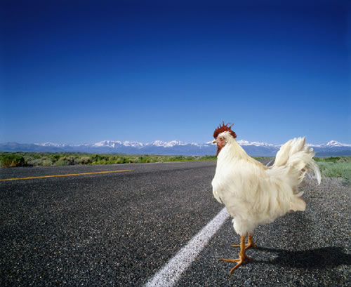 Pollo en carretera