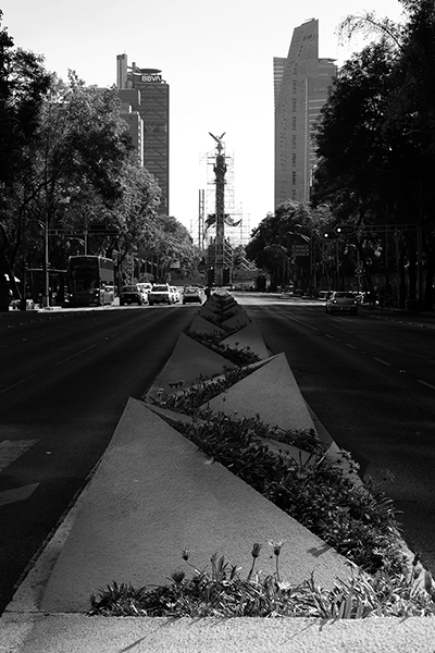 Camellón central de la Avenida de la Reforma