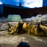 Sueño de un gato. Foto de Alexis Salinas