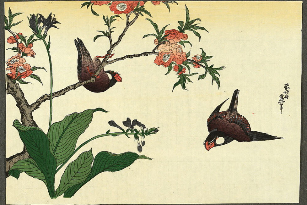 Dos aves y un cerezo de Katsushika Hokusai. Grabado. Circa 1830.