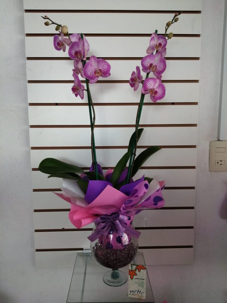 Orquídeas de Garten. Imagen cortesía de Camila Pop