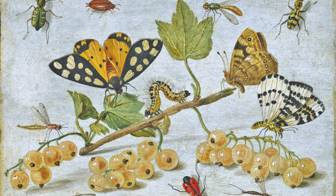 Insectos y fruta. Pintura de Jan van Kessel.