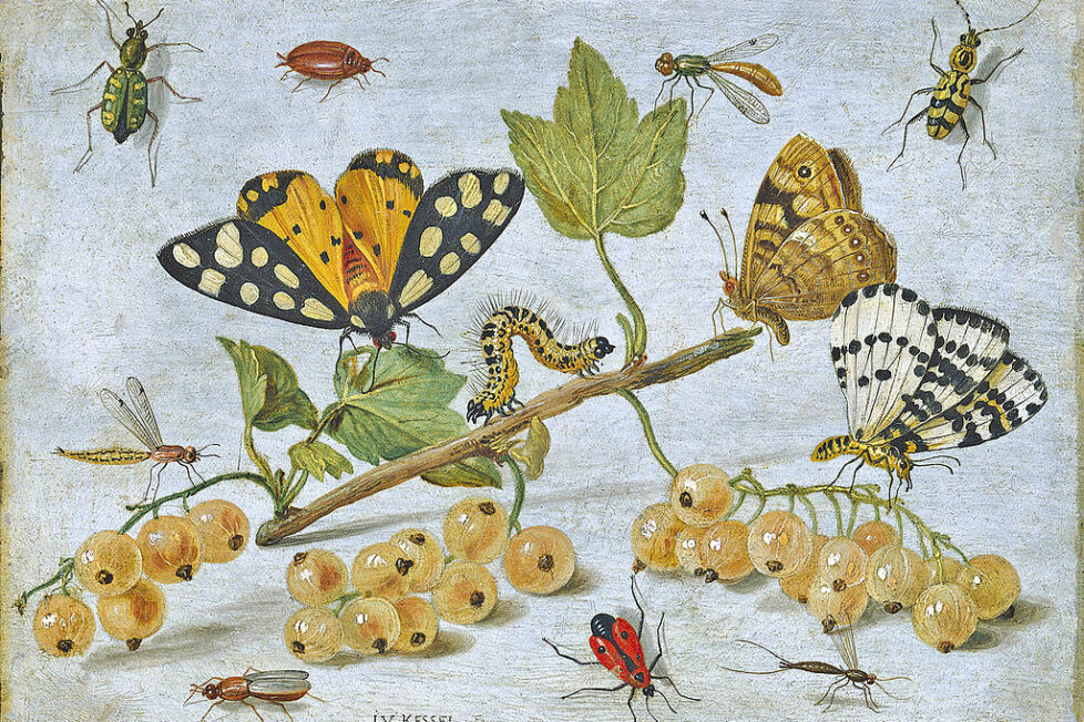 Insectos y fruta. Pintura de Jan van Kessel.