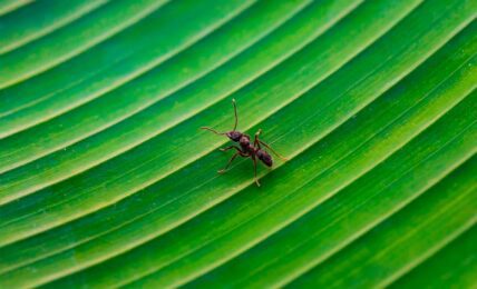 Hormiga negra en hoja. Foto de Diego Madrigal