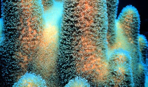 Coral Pilar. Fotografía de William Harrigan