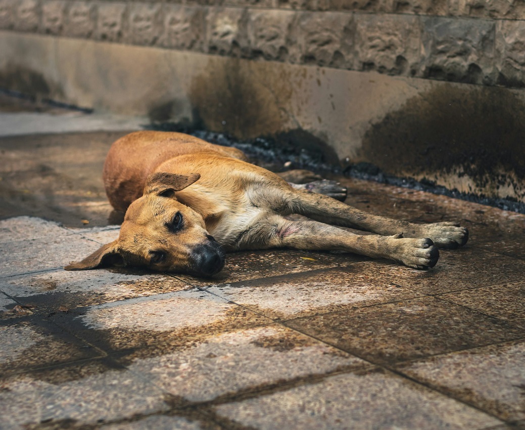 Teddy: La Noche del Perro de Francisco Tario ⋆ Neotraba