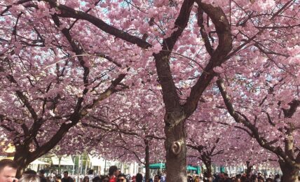 Sakura. Foto de Javier Claure C.