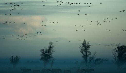 Fotografía de Vincent Van Zalinge a través de Unsplash