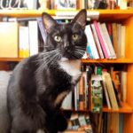 Un gato de la señora de los gatos. Foto de Sergio Núñez