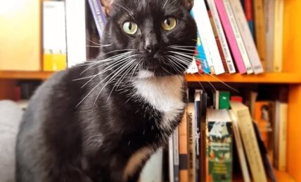 Un gato de la señora de los gatos. Foto de Sergio Núñez