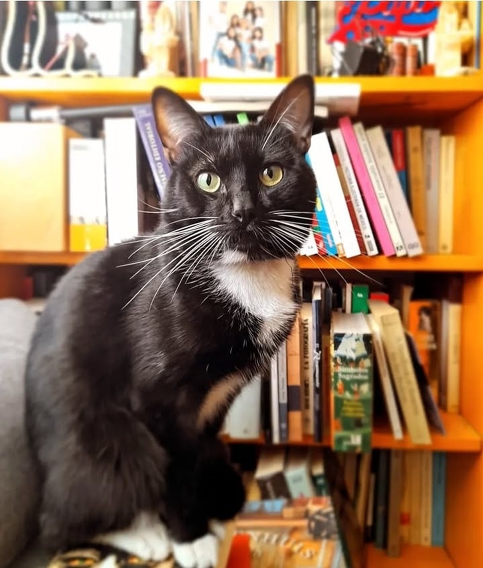 Un gato de la señora de los gatos. Foto de Sergio Núñez