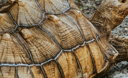 Fotografía de Sandra Seitamaa a través de Unsplash