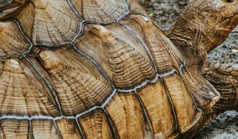 Fotografía de Sandra Seitamaa a través de Unsplash