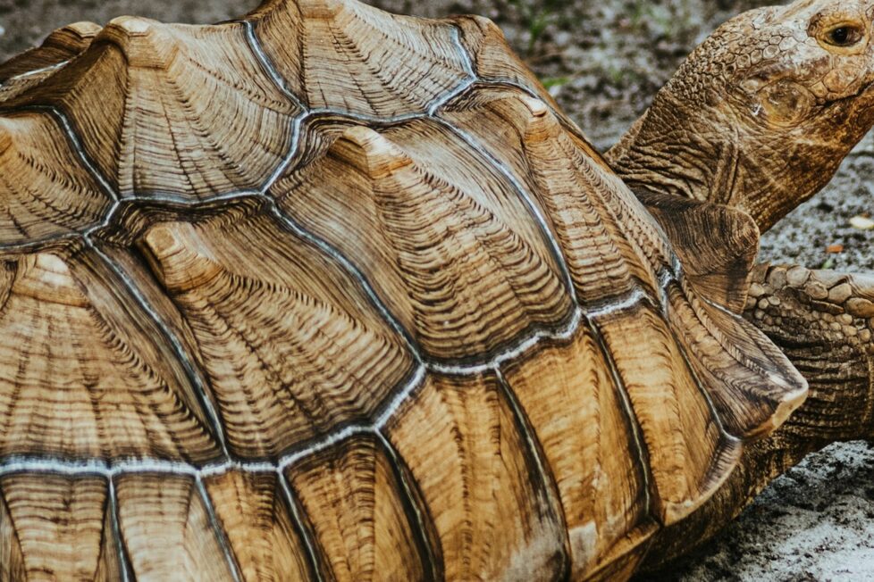 Fotografía de Sandra Seitamaa a través de Unsplash