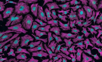 Fotografía del National Cancer Institute a través de Unsplash