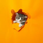 Fotografía de Andy Quezada a través de Unsplash