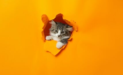 Fotografía de Andy Quezada a través de Unsplash