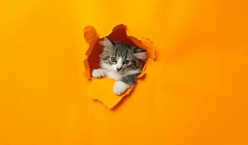 Fotografía de Andy Quezada a través de Unsplash