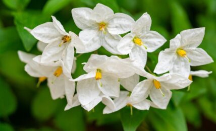 Fotografía de Geraldine Dukes a través de Unsplash