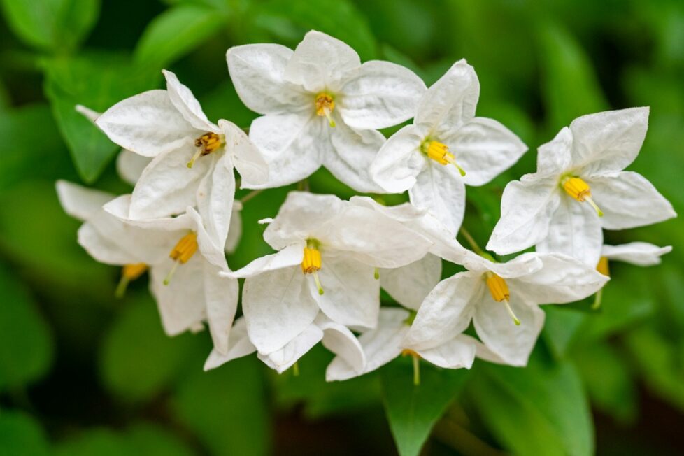 Fotografía de Geraldine Dukes a través de Unsplash