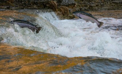 Fotografía de Brandon a través de Unsplash