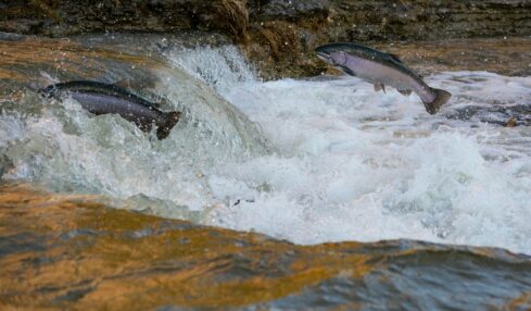 Fotografía de Brandon a través de Unsplash