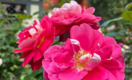 Fotografía de Óscar Alarcón