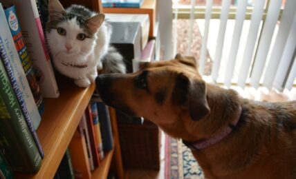 Fotografía de Danae Callister a través de Unsplash