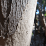 San Diego casa para los poemas de Marcelo Ríoseco. Fotografía de Sandra González Parra