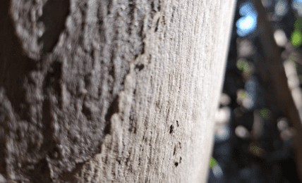 San Diego casa para los poemas de Marcelo Ríoseco. Fotografía de Sandra González Parra