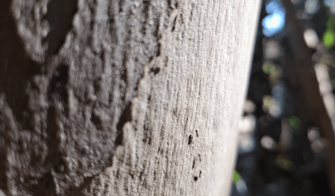 San Diego casa para los poemas de Marcelo Ríoseco. Fotografía de Sandra González Parra