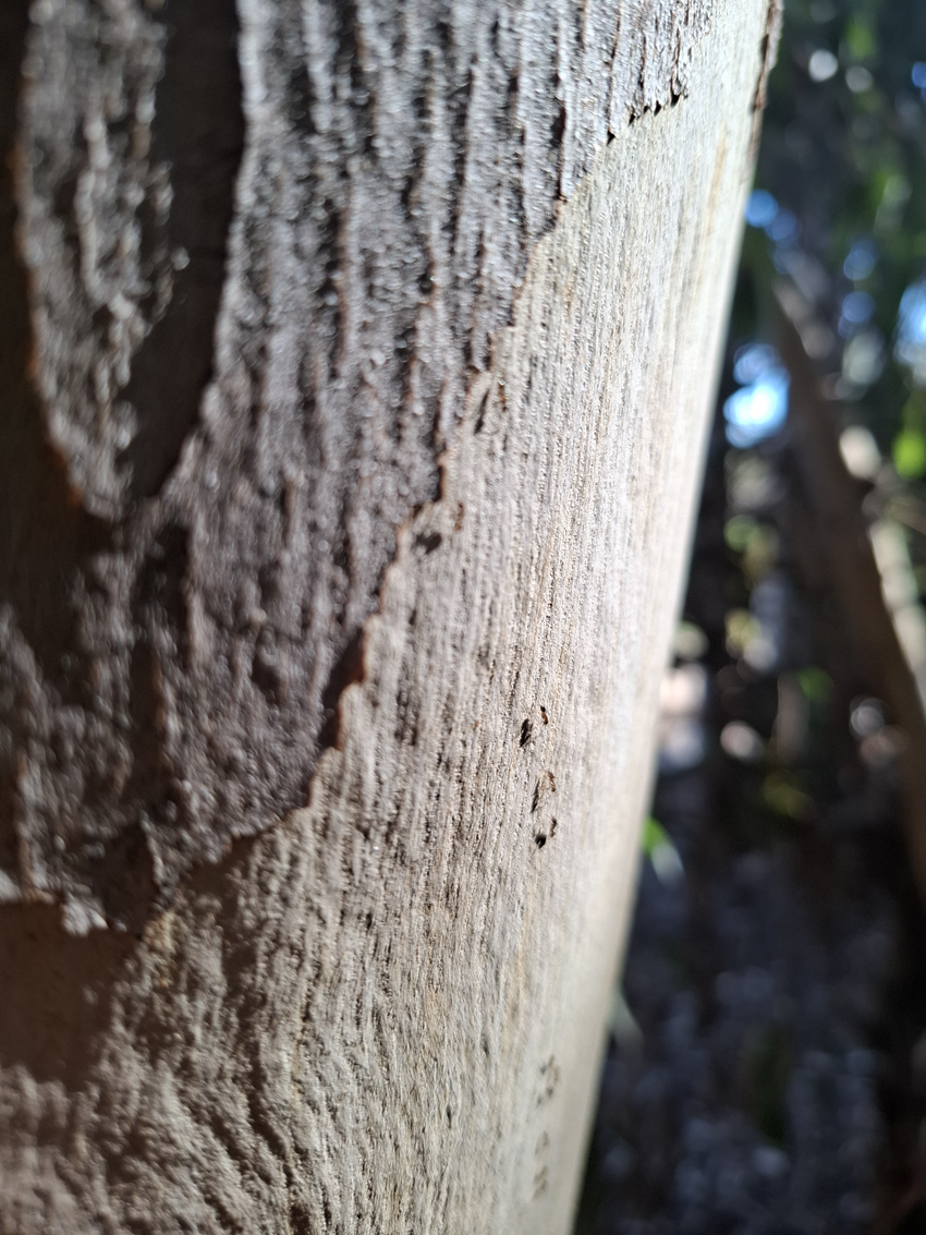 San Diego casa para los poemas de Marcelo Ríoseco. Fotografía de Sandra González Parra