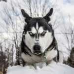 Fotografía de Aureanne Mailhiot a través de Unsplash