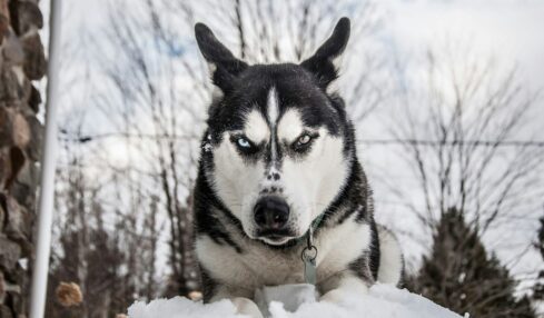 Fotografía de Aureanne Mailhiot a través de Unsplash