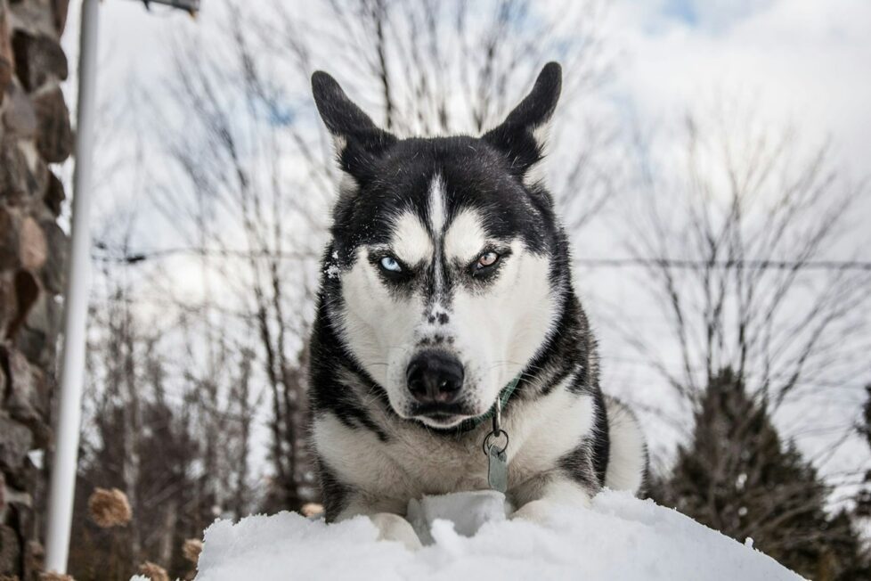 Fotografía de Aureanne Mailhiot a través de Unsplash