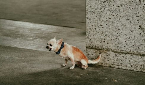 Fotografía de Paolo Estrellado a través de Unsplash