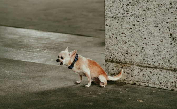 Fotografía de Paolo Estrellado a través de Unsplash