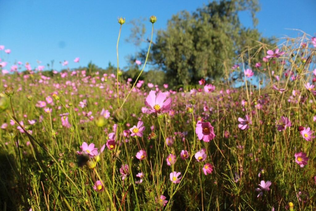Campo de Mirasoles. Fotografía de Ale León
