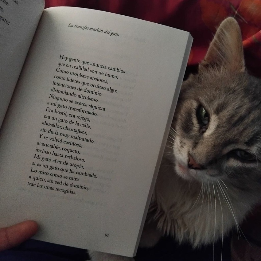 Molcajete y poema. Foto de Ale León