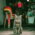 Fotografía de Lily Banse a través de Unsplash
