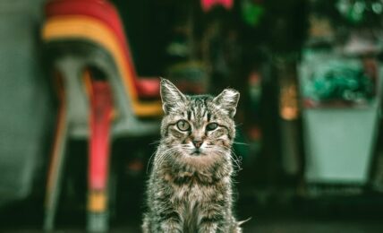 Fotografía de Lily Banse a través de Unsplash
