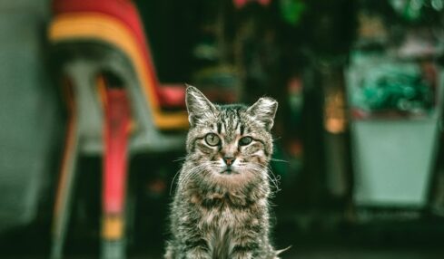 Fotografía de Lily Banse a través de Unsplash