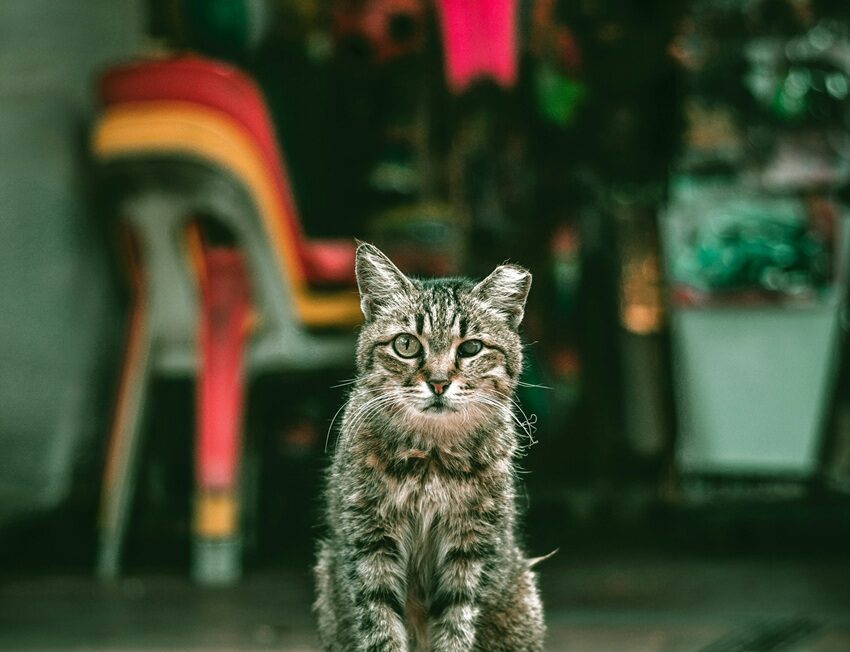 Fotografía de Lily Banse a través de Unsplash