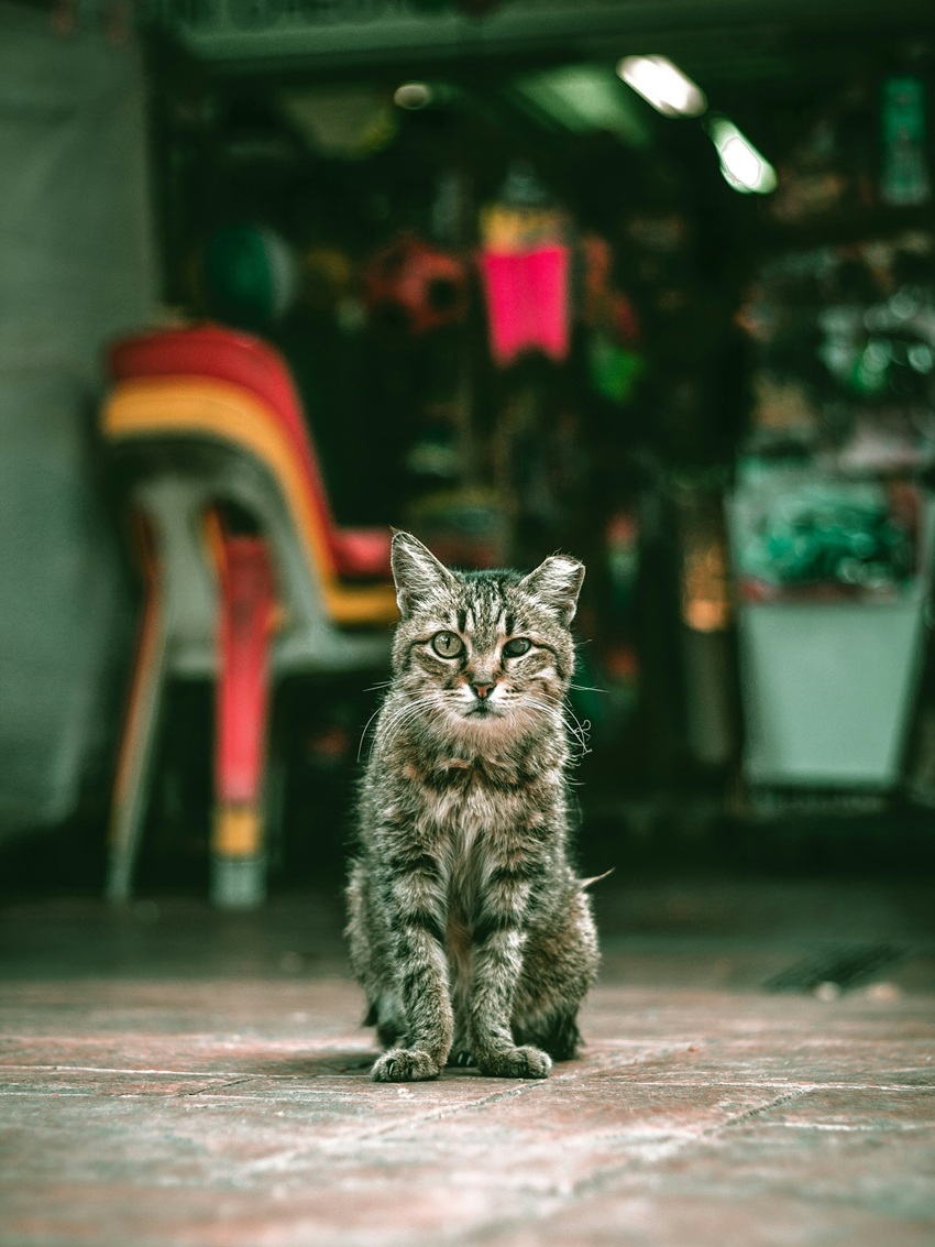 Fotografía de Lily Banse a través de Unsplash