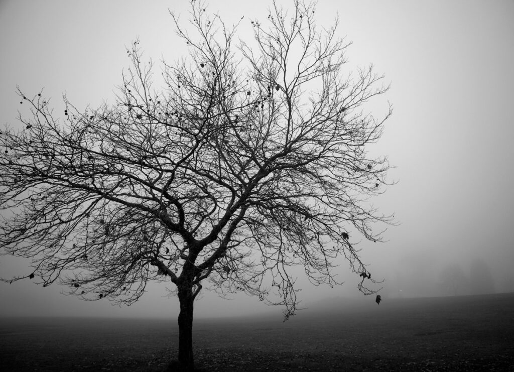 Fotografía de Dave Meckler a través de Unsplash