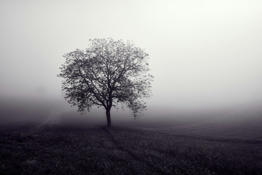 Fotografía de Wolfgang Hasselmann a través de Unsplash