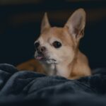 Fotografía de Levi Meir Clancy a través de Unsplash