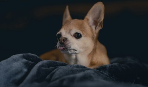 Fotografía de Levi Meir Clancy a través de Unsplash