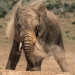 Fotografía de Etienne Steenkamp a través de Unsplash